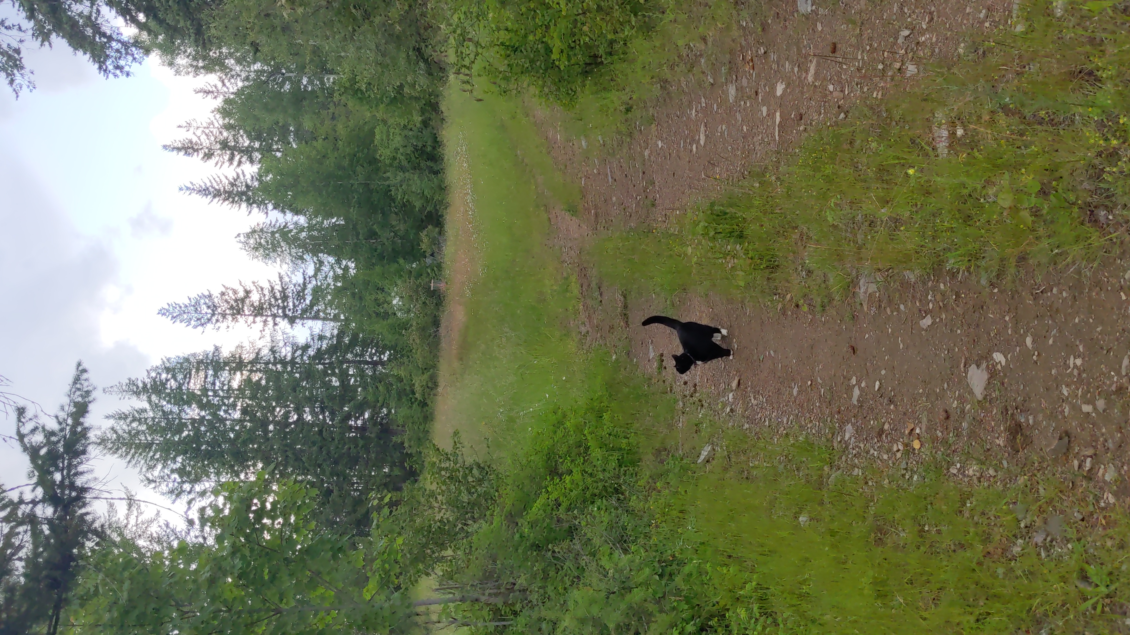 Kitty on road where it opens to the camping field